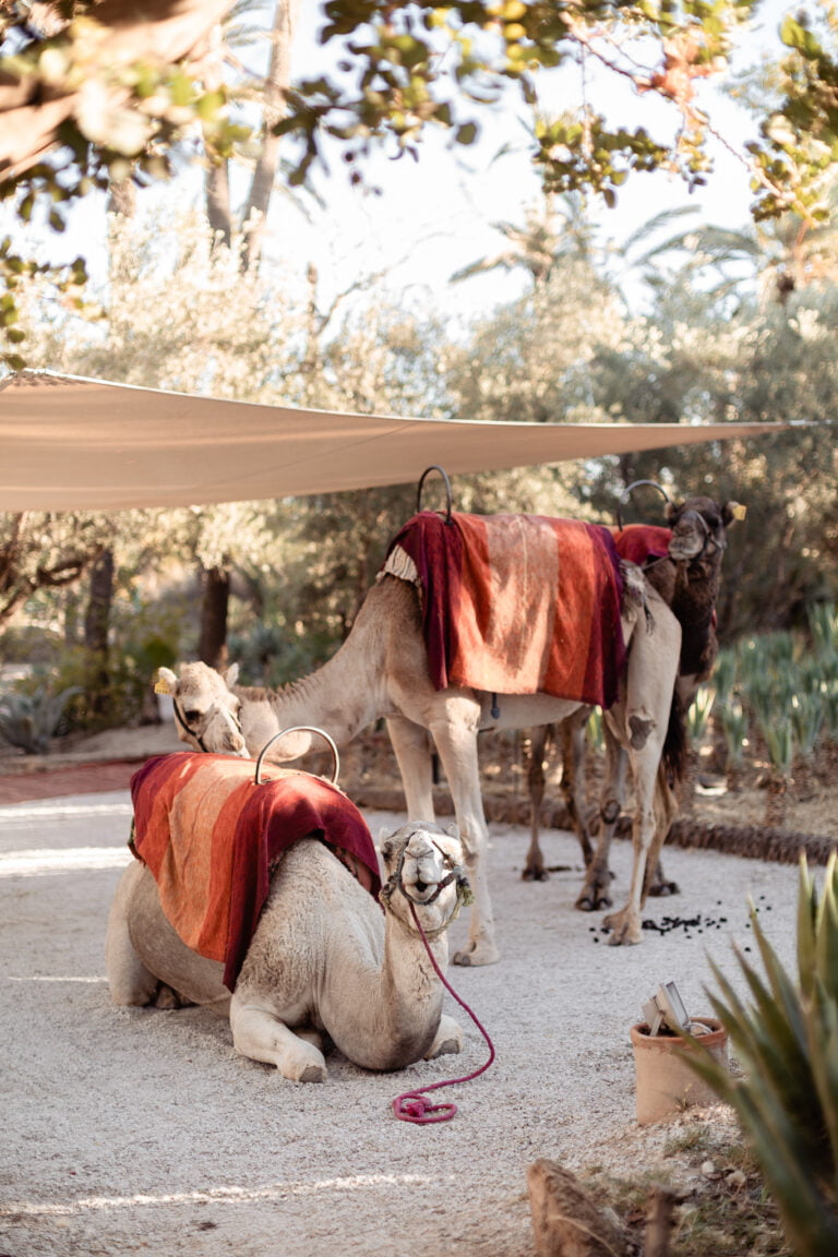 marrakech wedding