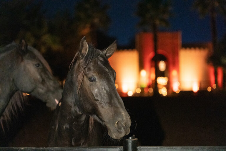 welcome dinner in the stables of Selman