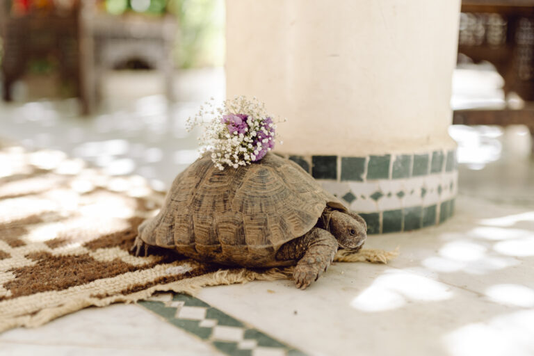 desert elopement marrakech